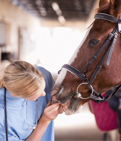 Veterinary Instruments